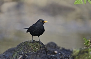 Blackbird Turdus merula male in garden Norfolk
