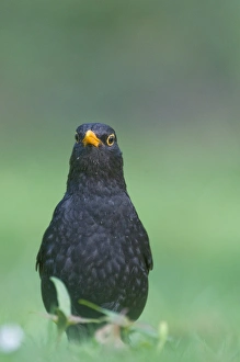 Blackbird Turdus merula male hunting for earthworms on garden lawn Norfolk April