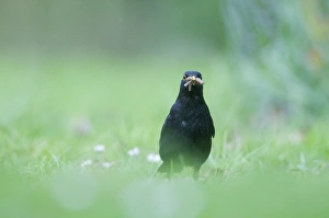 Blackbird Turdus merula male hunting for earthworms on garden lawn Norfolk April Blackbird Turdus merula male hunting for earthworms on garden lawn Norfolk April