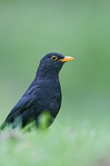 Blackbird Turdus merula male hunting for earthworms on garden lawn Norfolk April