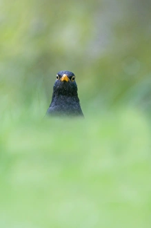 Blackbird Turdus merula male hunting for earthworms on garden lawn Norfolk April