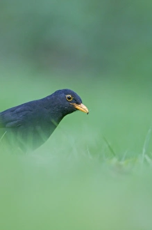 Blackbird Turdus merula male hunting for earthworms on garden lawn Norfolk April