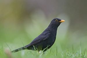 Blackbird Turdus merula male hunting for earthworms on garden lawn Norfolk April