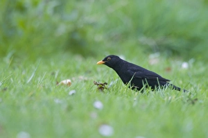 Blackbird Turdus merula male hunting for earthworms on garden lawn Norfolk April