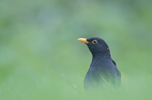 Blackbird Turdus merula male hunting for earthworms on garden lawn Norfolk April