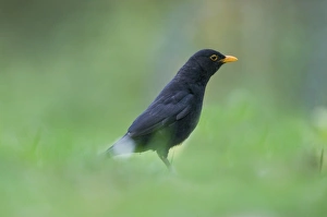 Blackbird Turdus merula male hunting for earthworms on garden lawn Norfolk April