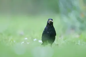 Garden Prints: Blackbird Turdus merula male hunting for earthworms on garden lawn Norfolk April
