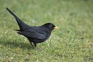 Blackbird, Turdus merula, male Kent, early spring