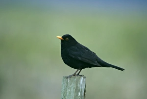 Black Bird Prints: Blackbird, Turdus merula, male, Kent, UK