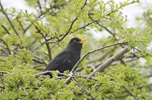 Sing Prints: Blackbird Turdus merula male in song Norfolk April