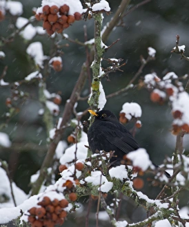 Snow Prints: Blackbird Turdus merula male in winter Norfolk