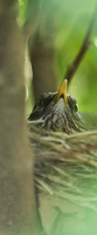 Panoramic Prints: Blackbird Turdus merula on nest in garden Norfolk April