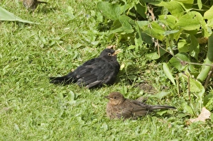 Blackbird Turdus merula pair sunning in garden norfolk summer UK Blackbird Turdus merula pair sunning in garden norfolk summer UK