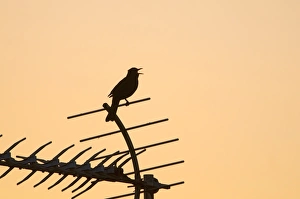 Blackbird Turdus merula in song at dawn in centre of town Holt Norfolk May Blackbird Turdus merula in song at dawn in centre of town Holt Norfolk May