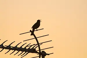 Sing Prints: Blackbird Turdus merula in song at dawn in centre of town Holt Norfolk May