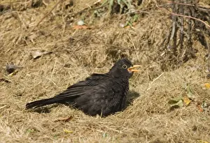 Images Dated 29th July 2006: Blackbird Turdus merula sun bathing in garden Norfolk UK summer