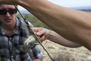 Warbler Prints: Blackcap caught on limestick Cyprus