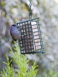 Garden Prints: Blackcap Sylvia atricapilla on fat feeder in garden