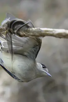 Warbler Prints: Blackcap Sylvia atricapilla illegally trapped on limestick for use as ambelopulia Cyprus