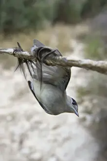 Blackcap Sylvia atricapilla illegally trapped on limestick for use as ambelopulia Cyprus