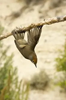 Blackcap Sylvia atricapilla illegally trapped on limestick for use as ambelopulia Cyprus