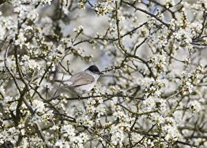 Blackcap Sylvia atricapilla male in Blackthorn Norfolk spring Blackcap Sylvia atricapilla male in Blackthorn Norfolk spring