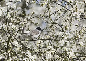 Male Prints: Blackcap Sylvia atricapilla male in Blackthorn Norfolk spring