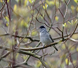 Sing Prints: Blackcap Sylvia atricapilla, in song kent april