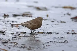 : Blackish Cinclodes (Tussock Bird) Cinclodes antarcticus Falklands