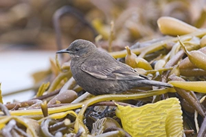 Blackish Cincloides Cinclodes antarcticus Sea Lion Island Falklands Blackish Cincloides Cinclodes antarcticus Sea Lion Island Falklands