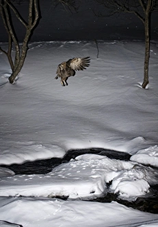 Blakistons Fish Owl Bubo blakistoni dropping down to mountain stream Washino-yado Blakistons Fish Owl Bubo blakistoni dropping down to mountain stream Washino-yado