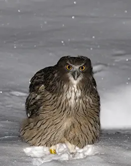 Japan Prints: Blakistons Fish Owl Bubo blakistoni Washino-yado Rausu Hokkaido Japan January