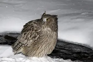 Blakistons Fish Owl Bubo blakistoni Washino-yado Rausu Hokkaido Japan January