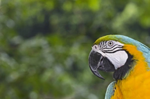 Parrot Prints: Blue-and-Yellow Macaw (Ara ararauna) captive