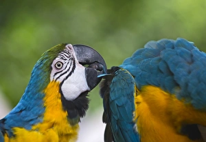 Blue-and-Yellow Macaw (Ara ararauna) captive