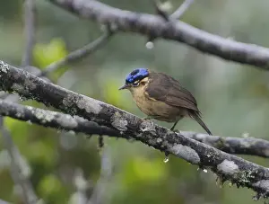 Papua New Guinea Prints: Blue-capped Ifrita, Ifrita kowaldi female Kumul Lodge Western Highlands Papua New Guinea