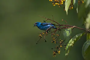 : Blue Dacnis Dacnis cayana male La Selva Costa Rica