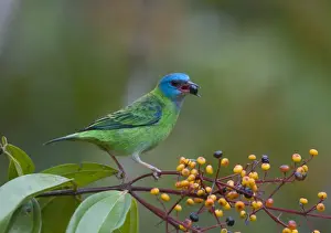 La Selva Prints: Blue Dacnis Dacnis cyana female La Selva Costa Rica