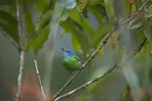 La Selva Prints: Blue Dacnis Dacnis cyanea female La Selva Costa Rica