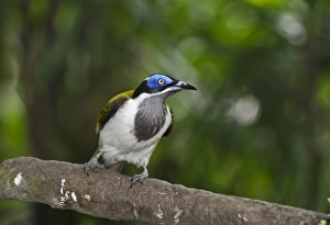 Blue-faced Honeyeater (Entomyzon cyanotis), New Guinea and Australia