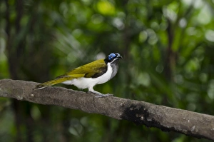 Blue-faced Honeyeater (Entomyzon cyanotis), New Guinea and Australia Blue-faced Honeyeater (Entomyzon cyanotis), New Guinea and Australia