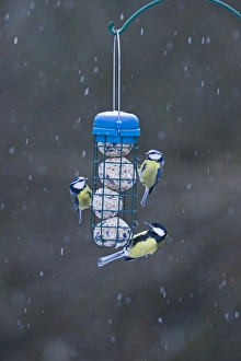 Blue & Great Titits Parus caruleuns & Parus major on fat feeder in garden Norfolk winter Blue & Great Titits Parus caruleuns & Parus major on fat feeder in garden Norfolk winter
