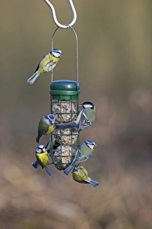 Blue and Great Tits on fat ball feeder in garden Norfolk winter