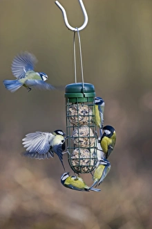 Blue and Great Tits on fat ball feeder in garden Norfolk winter Blue and Great Tits on fat ball feeder in garden Norfolk winter