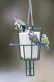 Blue & Great Tits on fat feeder in UK garden