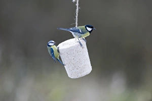 Blue & Great Tits on fat feeder in UK garden