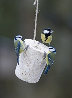 Blue & Great Tits on fat feeder in UK garden