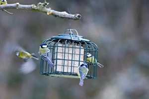 Blue Tit UK winter