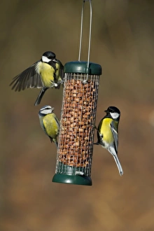Blue Tit UK winter
