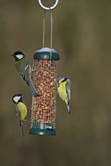 Garden Prints: Blue & Great Tits on nut feeder in garden Norfolk winter